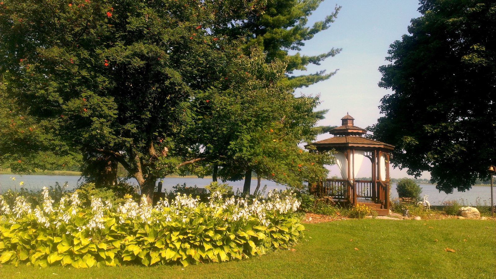 Hosta circle in flower